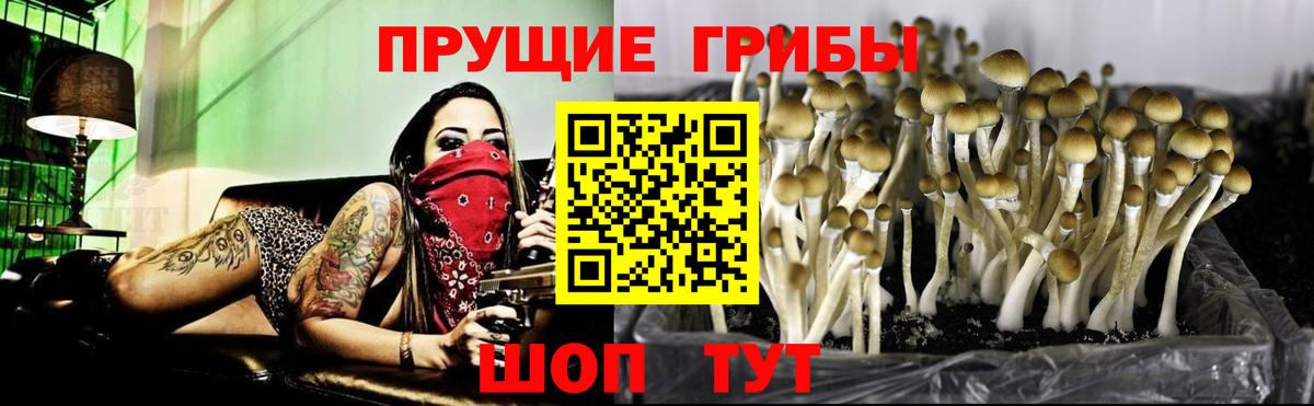 Псилоцибиновые грибы Cubensis Белореченск